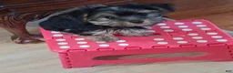 Yorkshire Terrier dogs for sale: Eeney  - Ad 1