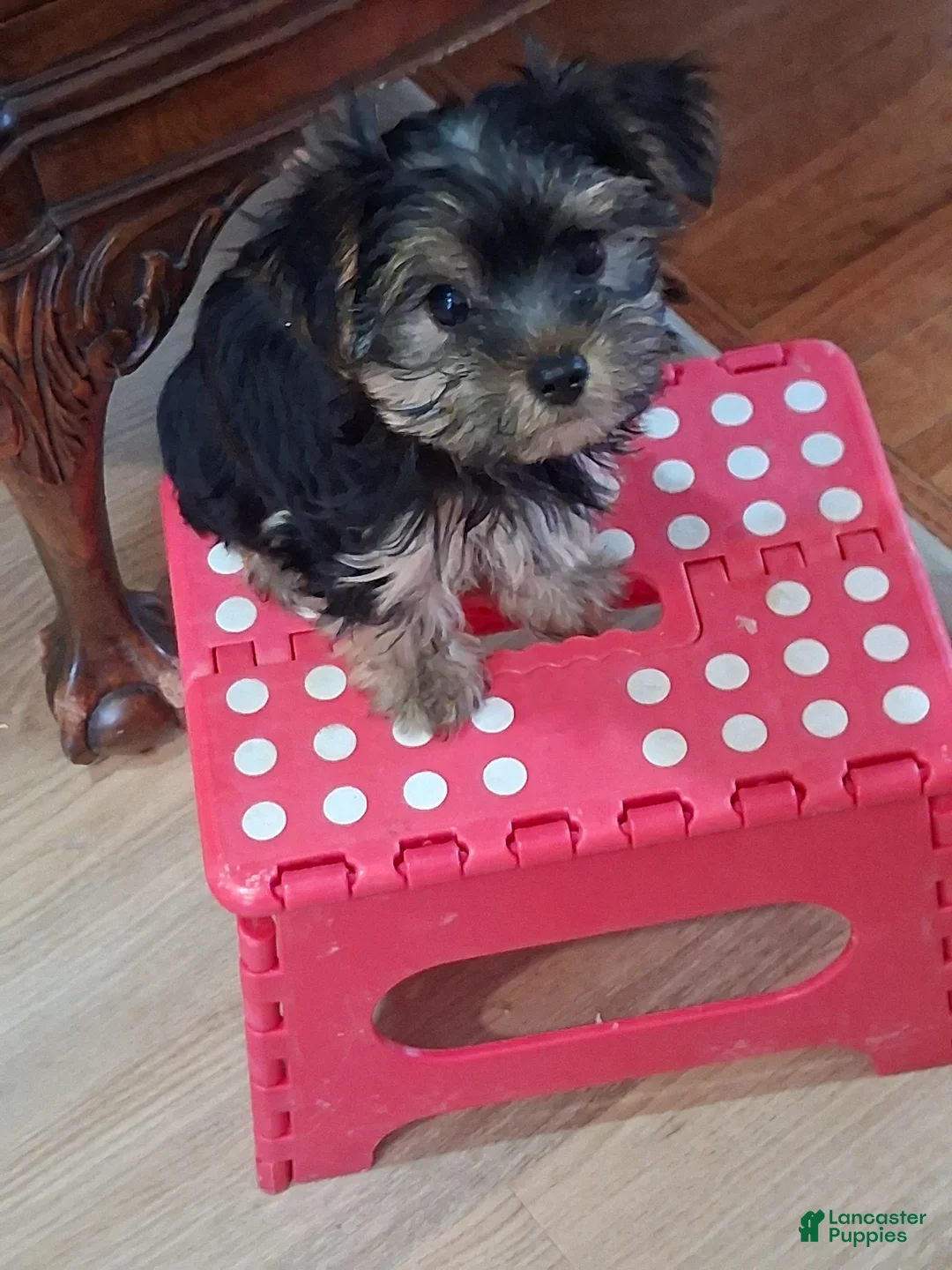 Yorkshire Terrier dogs for sale: Eeney  - Ad 1