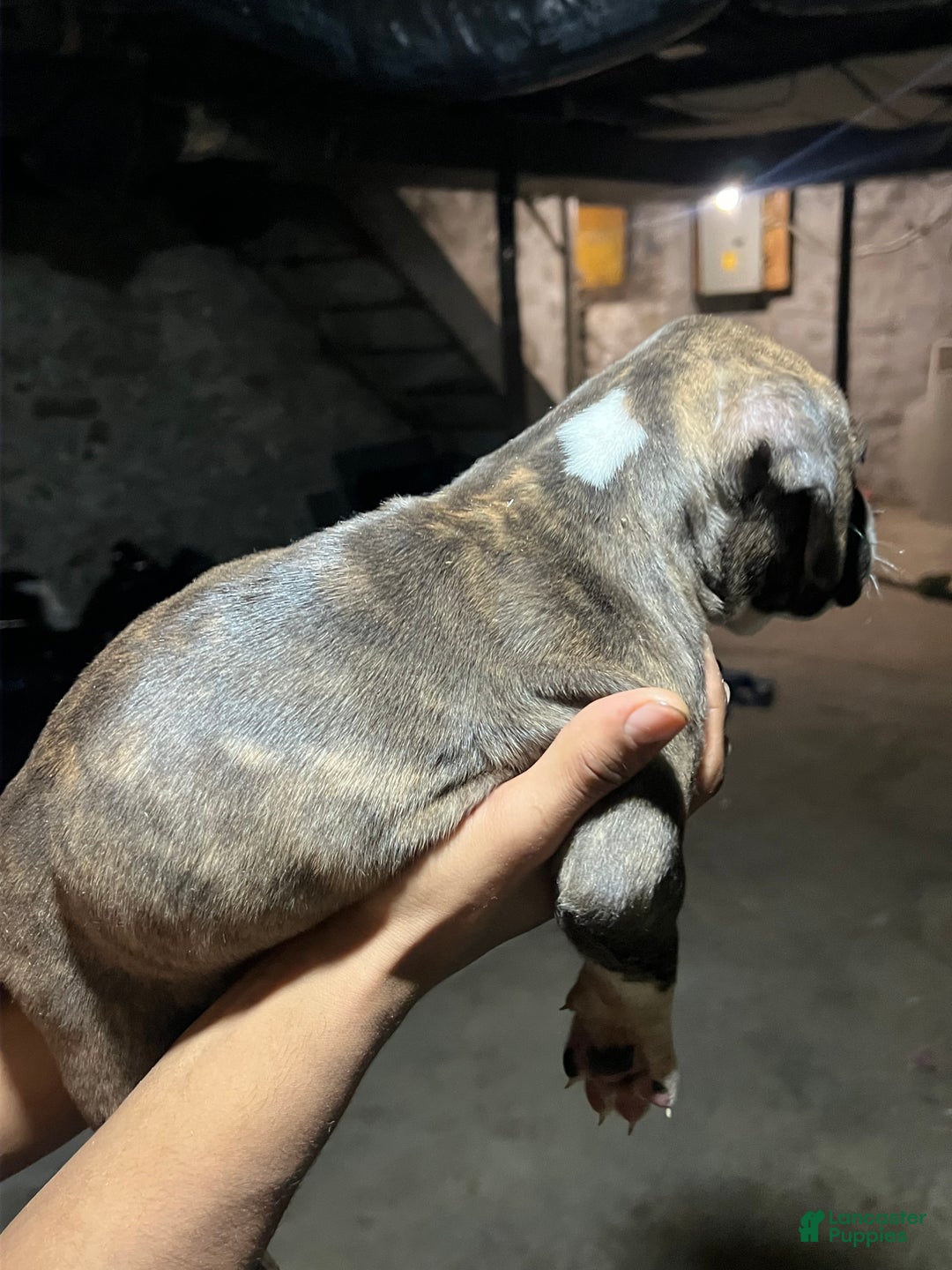 American Pit Bull Terrier dogs for sale: Cola - Ad 4