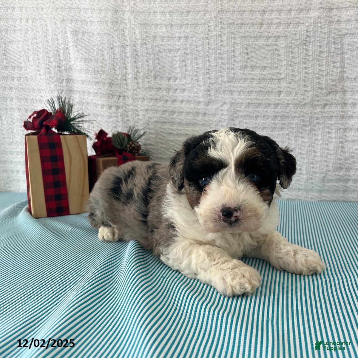 Mini Aussiedoodle dogs Marshall - Ad 17