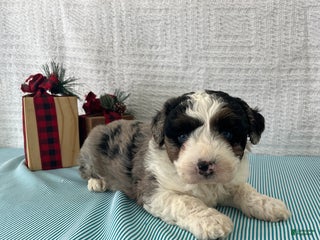 Mini Aussiedoodle dogs Marshall - Ad 19