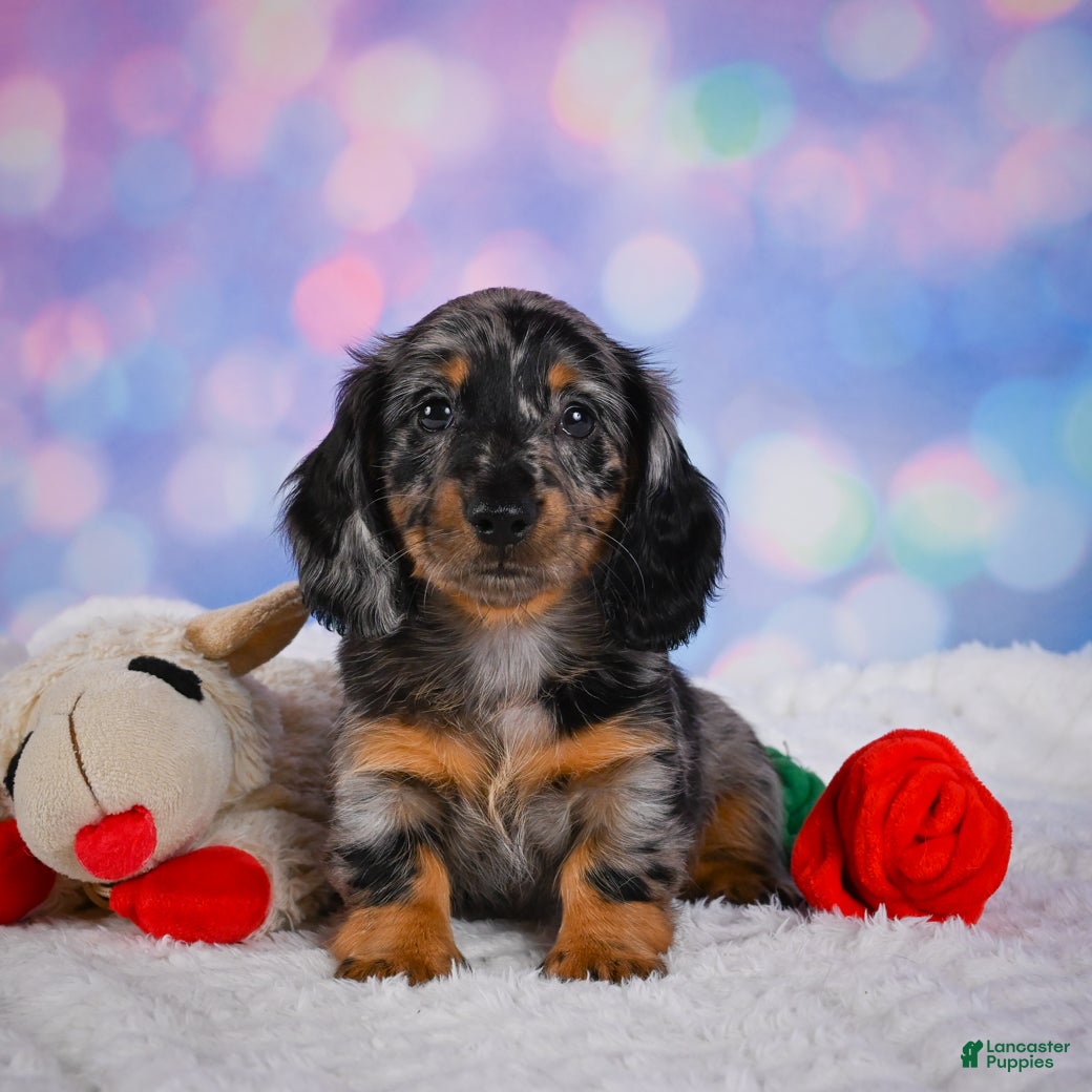 Miniature Dachshund dogs for sale: Rain - Ad 3