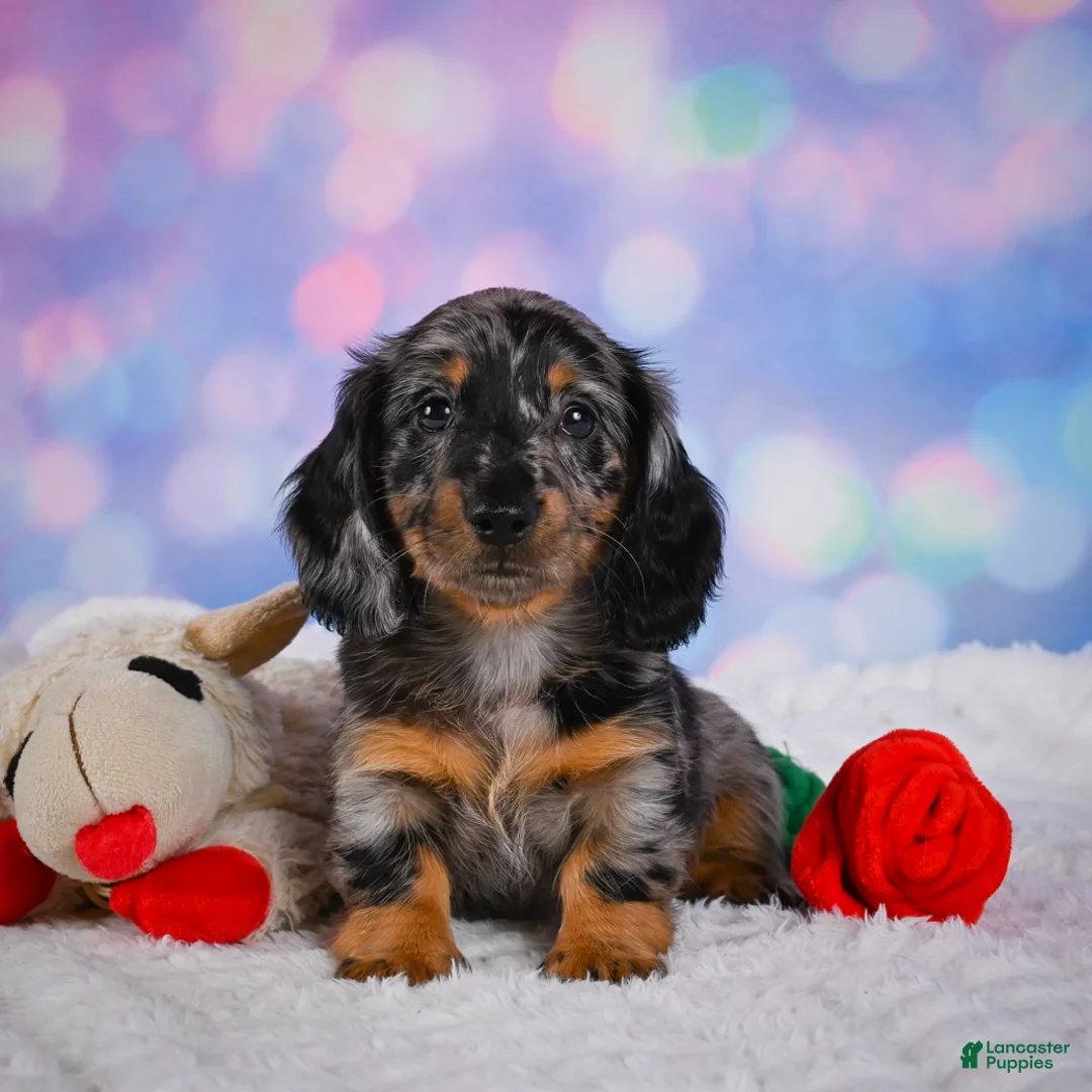 Miniature Dachshund dogs for sale: Rain - Ad 1