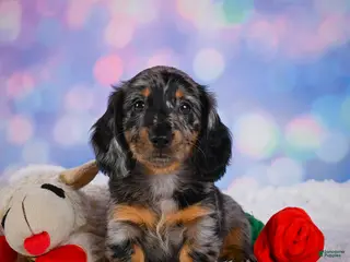 Miniature Dachshund dogs for sale: Rain - Ad 3