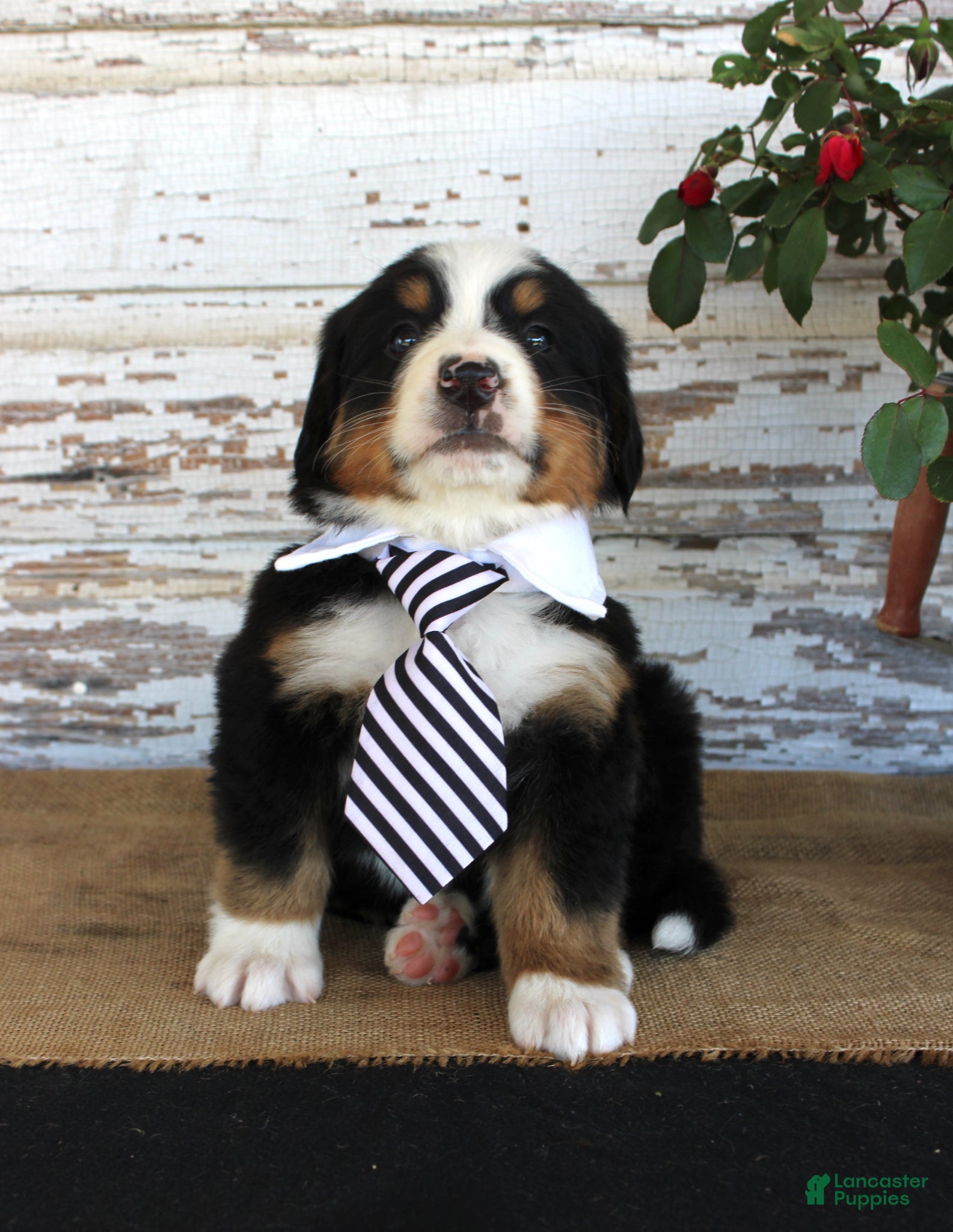 Bernese Mountain Dog dogs Marshall - Ad 39