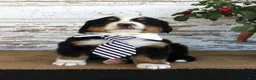 Bernese Mountain Dog dogs for sale: Marshall - Ad 6