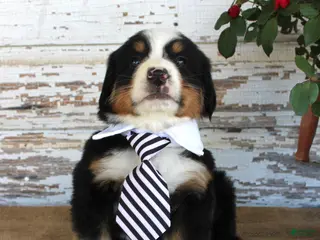 Bernese Mountain Dog dogs Marshall - Ad 39