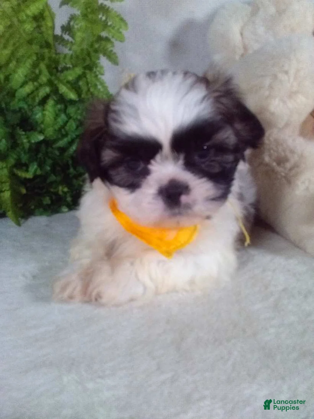 Shih Tzu dogs for sale: Alex - Ad 2