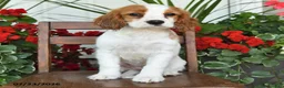 Cockalier dogs for sale: Rosy - Ad 3