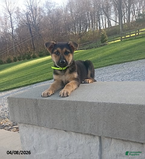 German Shepherd dogs Sandy - Ad 1