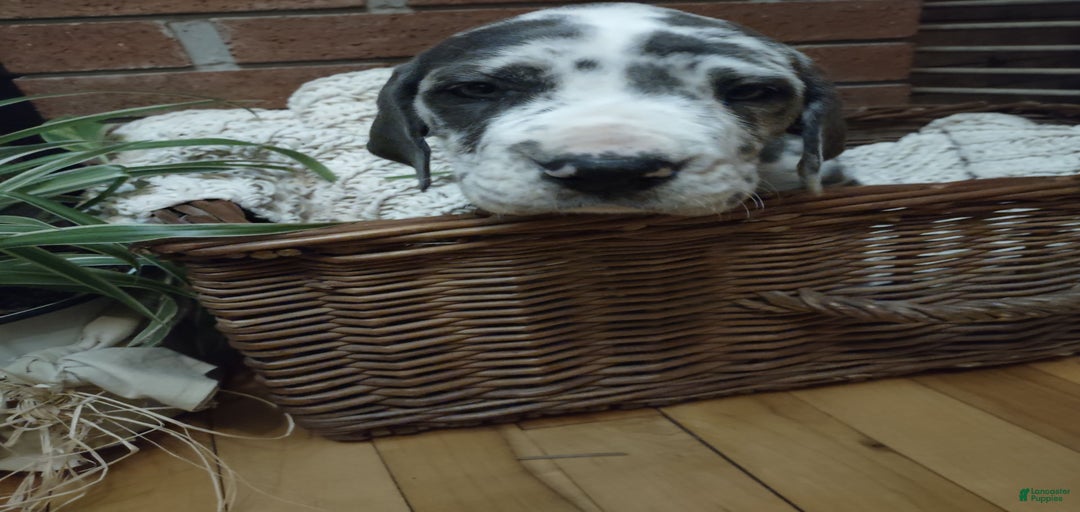 Gallery Image {{count}}