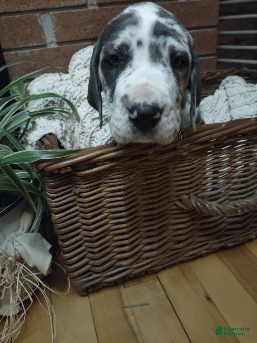 Gallery Image {{count}}