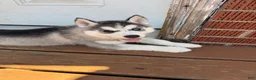Siberian Husky dogs for sale: Chonkers - Ad 2