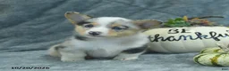 Welsh Corgi Pembroke dogs for sale: M n M - Ad 4