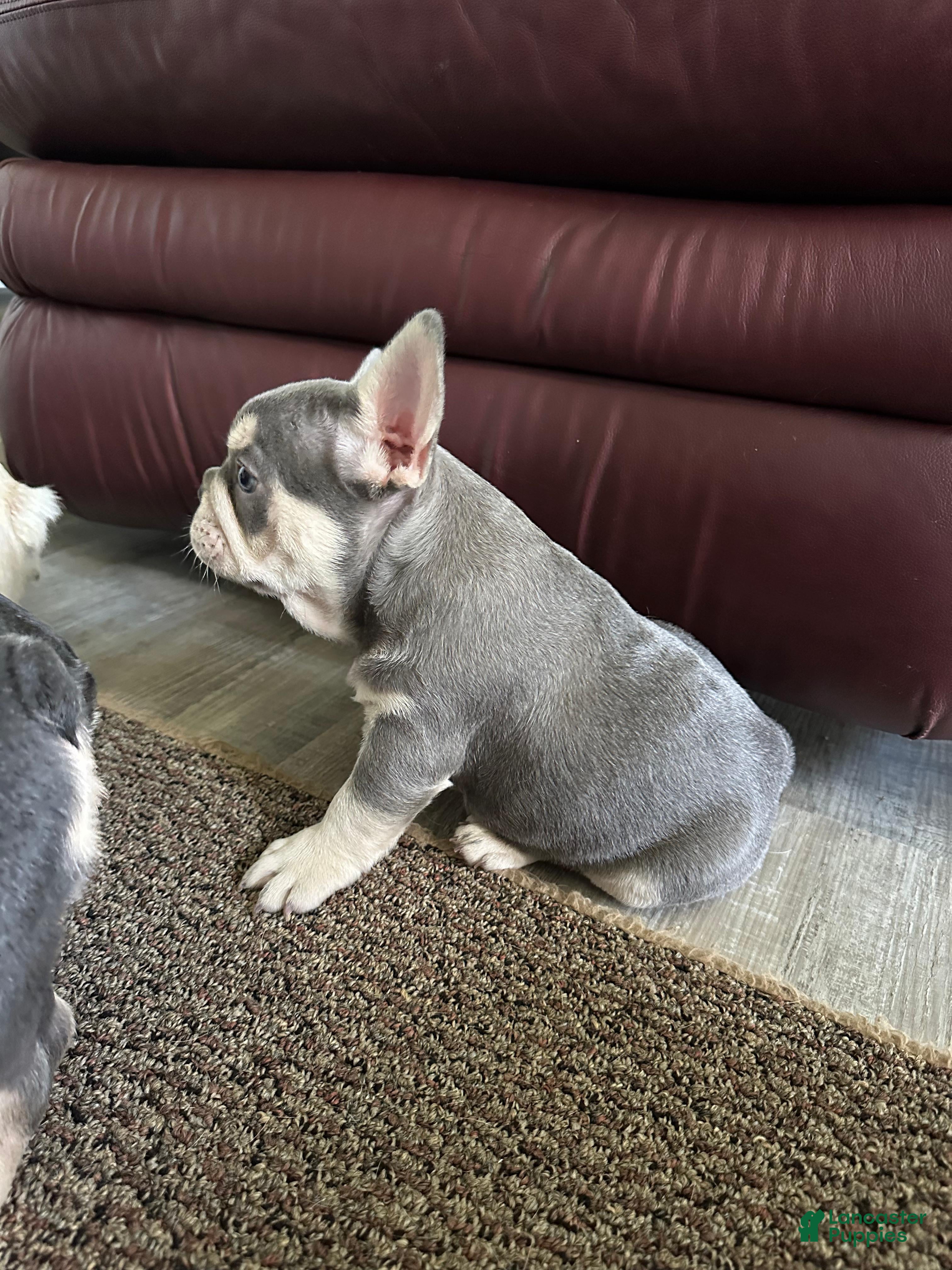 French Bulldog dogs Beast - Ad 1