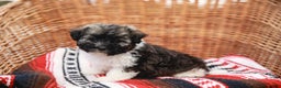 Havanese dogs for sale: Maggie AKC - Ad 5