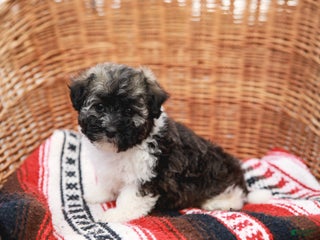 Havanese dogs - Ad 4