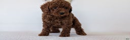 Toy Poodle dogs for sale: Carter - Ad 8