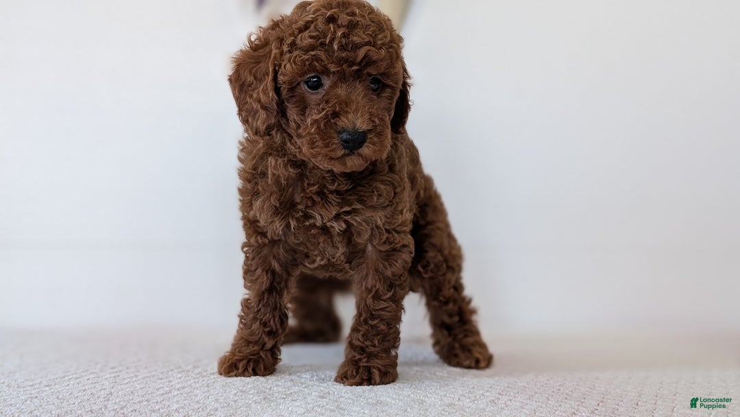 Toy Poodle dogs for sale: Carter - Ad 8