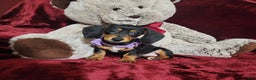 Miniature Dachshund dogs for sale: BAYLEE - Ad 2