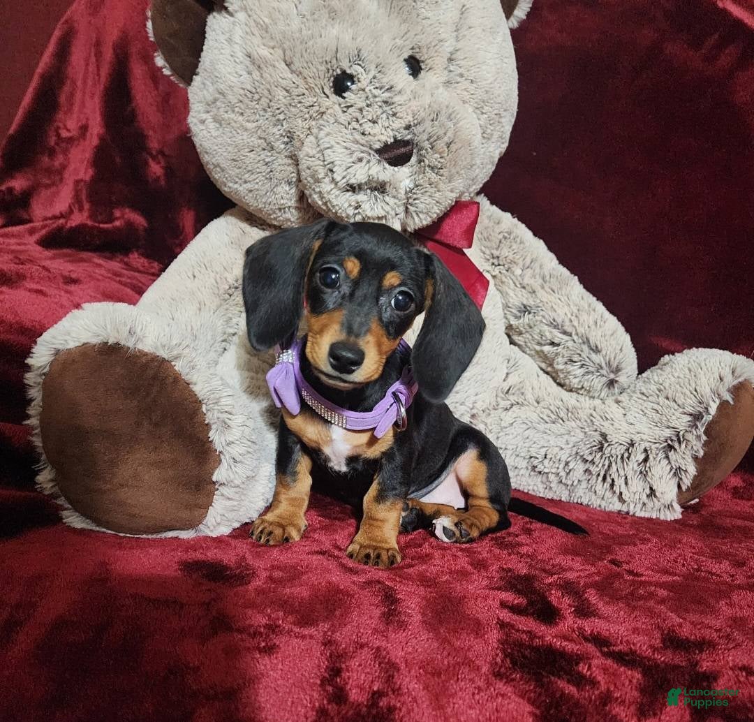 Miniature Dachshund dogs for sale: BAYLEE - Ad 2