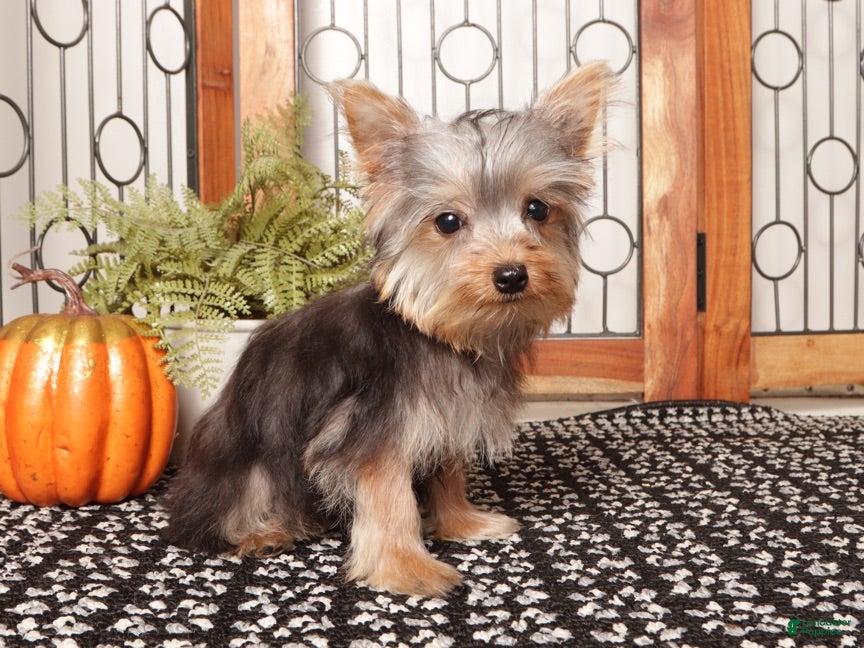 Yorkshire Terrier dogs Noah Loving Male Yorkie - Ad 1