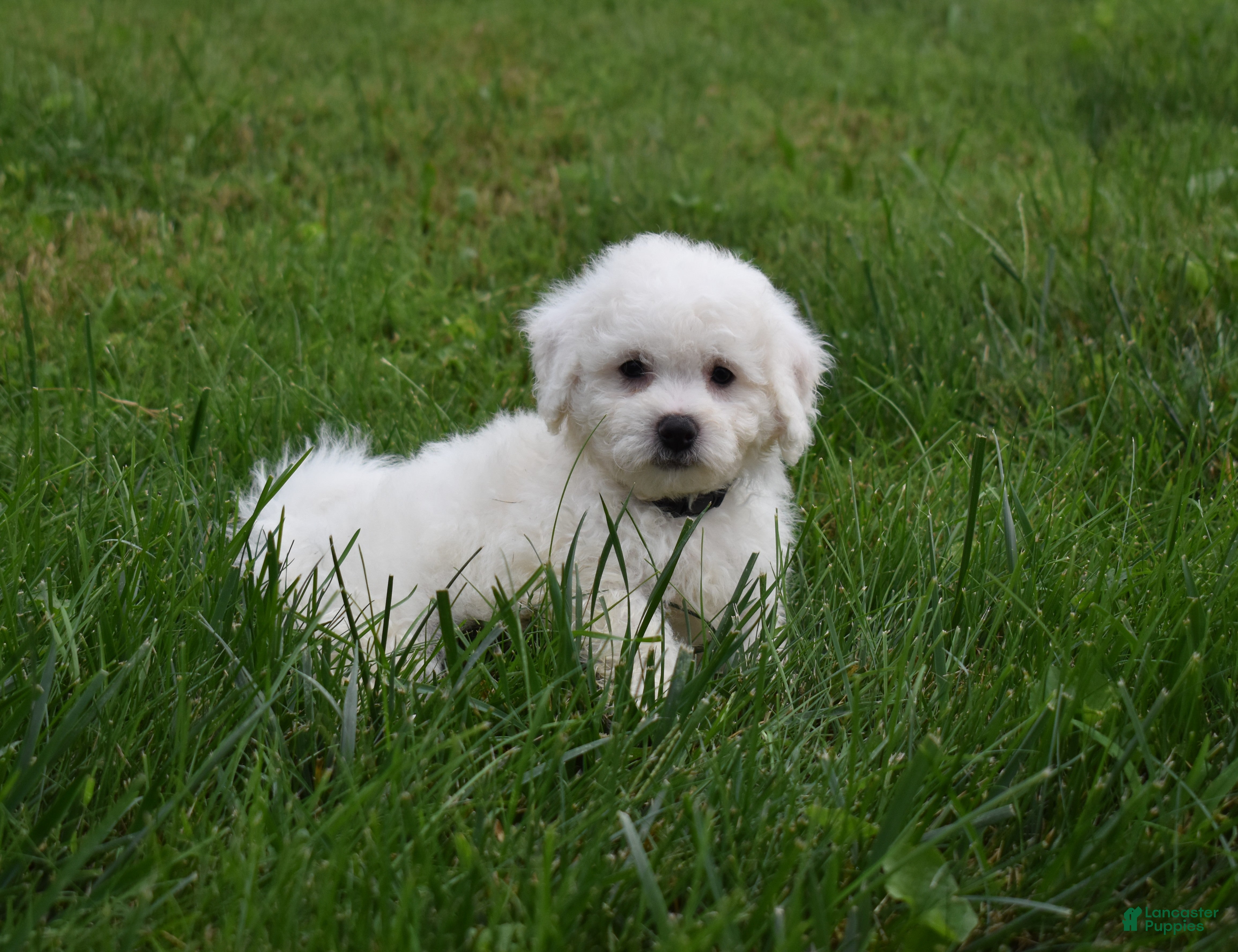 Bichon Frise dogs Tyler 🐶 - Ad 1