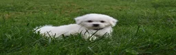 Bichon Frise dogs for sale: Tyler 🐶 - Ad 1