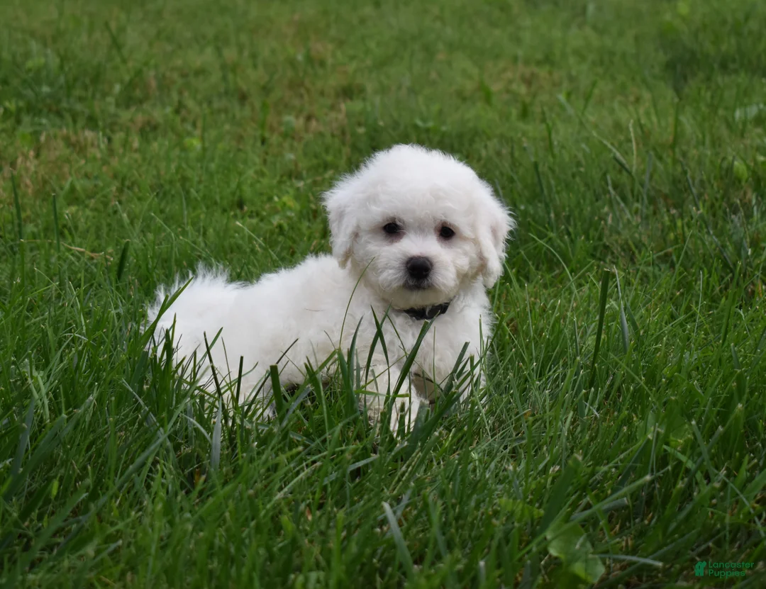 Bichon Frise dogs for sale: Tyler 🐶 - Ad 1