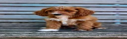 Cavapoo dogs for sale: Brie - Ad 3
