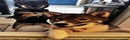 Shiba Inu dogs for sale: Touka  - Ad 2