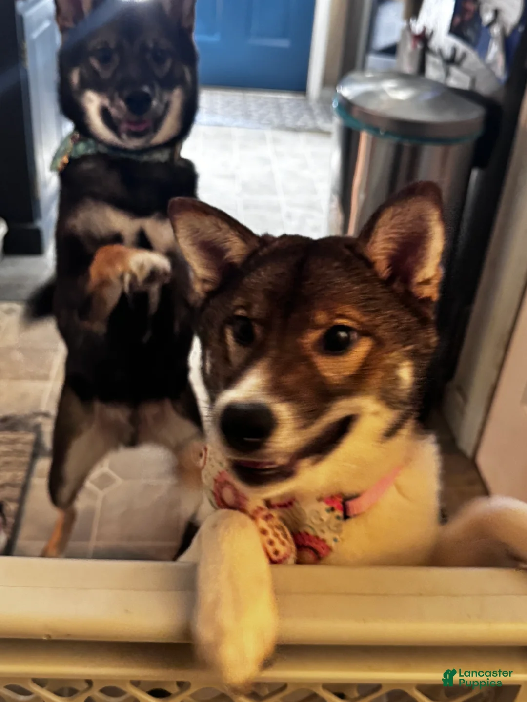 Shiba Inu dogs for sale: Touka  - Ad 2