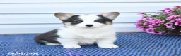 Welsh Corgi Pembroke dogs for sale: Opal - Ad 1