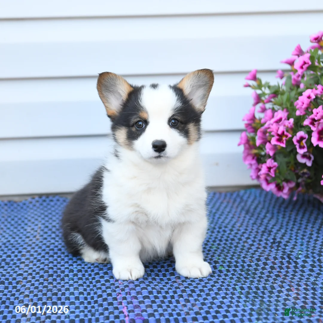 Welsh Corgi Pembroke dogs for sale: Opal - Ad 1