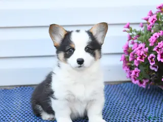 Welsh Corgi Pembroke dogs for sale: Opal - Ad 3