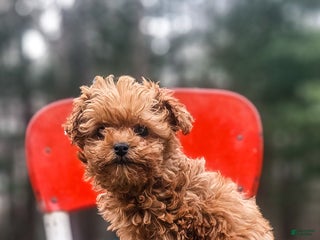 Cavapoo dogs Tiny Tim - Ad 27