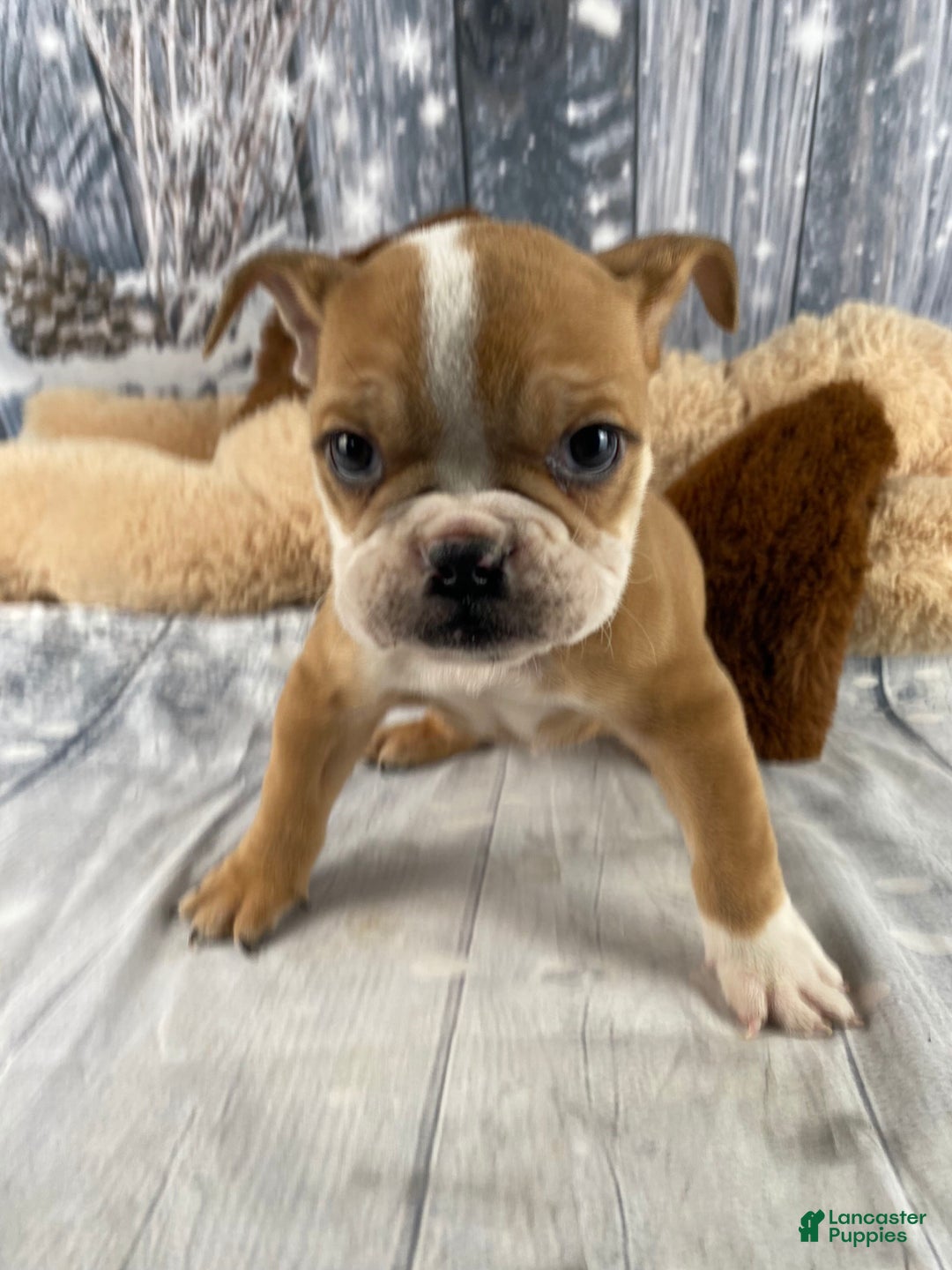 English Bulldog dogs for sale: Cody - Ad 5
