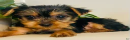 Yorkshire Terrier dogs for sale: Yorkshire Terrier Puppy 2 - Ad 7