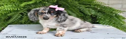 Dachshund dogs for sale: Gracelyn - Ad 4
