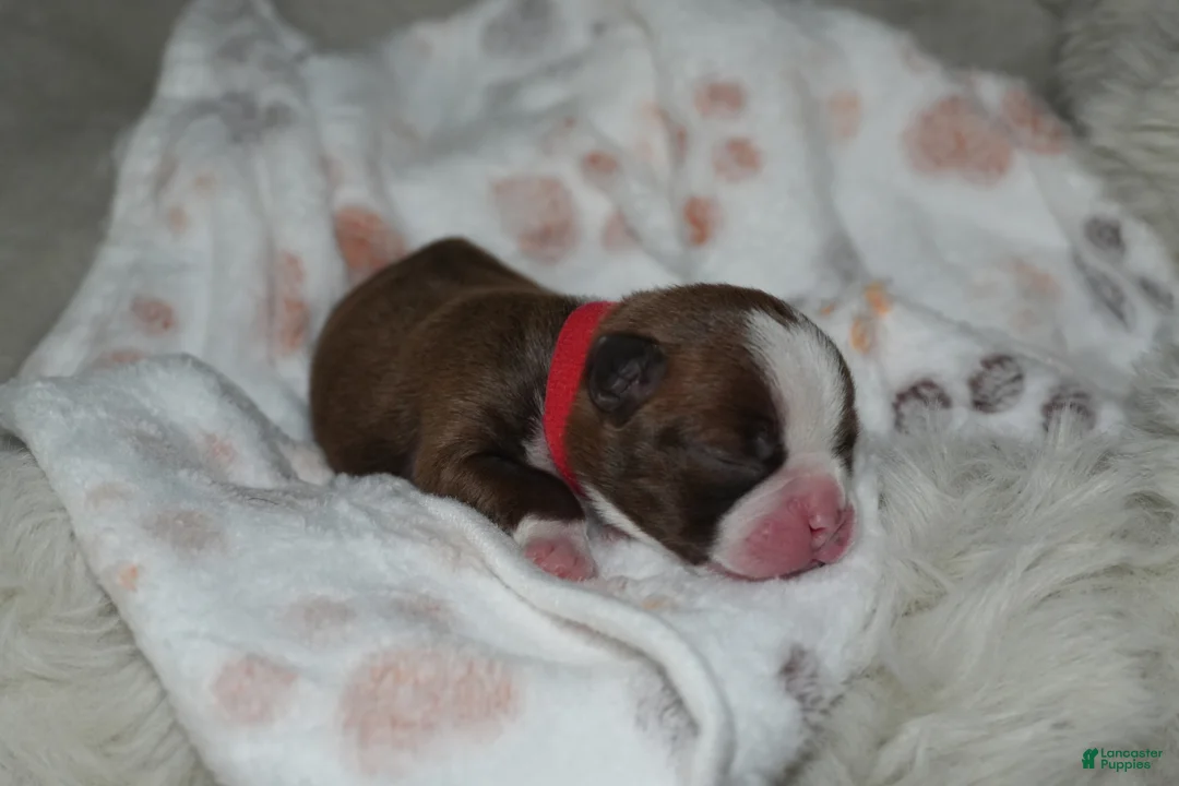 Boston Terrier dogs for sale: Stormi - Ad 2