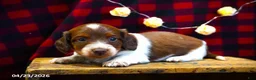 Miniature Dachshund dogs for sale: Casper - Ad 4