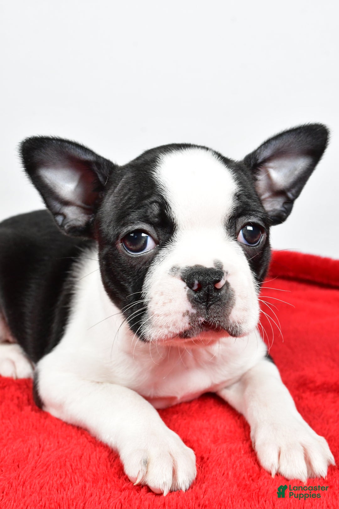 Boston Terrier dogs for sale: Hailey - Ad 2