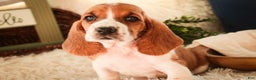 Basset Hound dogs for sale: Anya - Ad 2