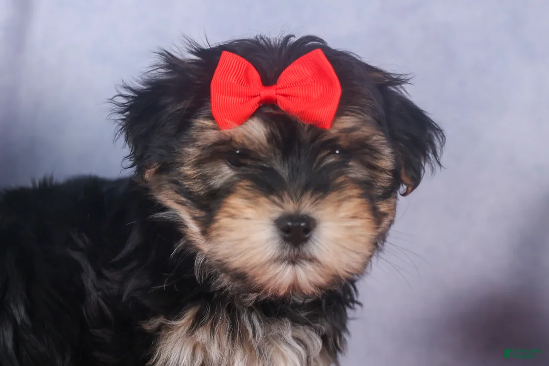 Morkie dogs for sale: Nash - Ad 10
