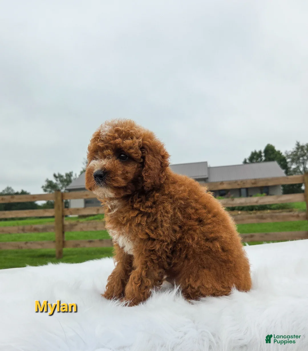 Miniature Poodle dogs for sale: Mylan - Ad 1