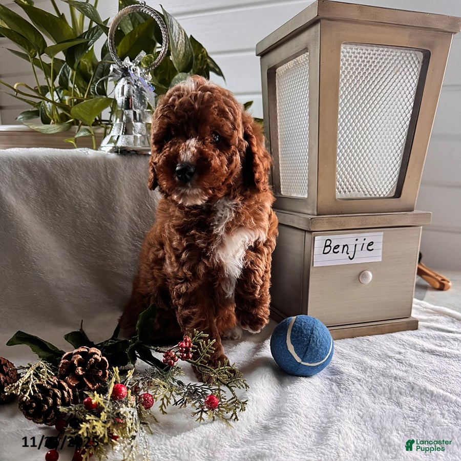 Miniature Poodle dogs Benjie - Ad 24