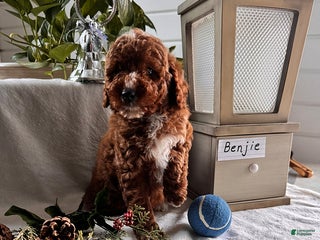 Miniature Poodle dogs Benjie - Ad 8