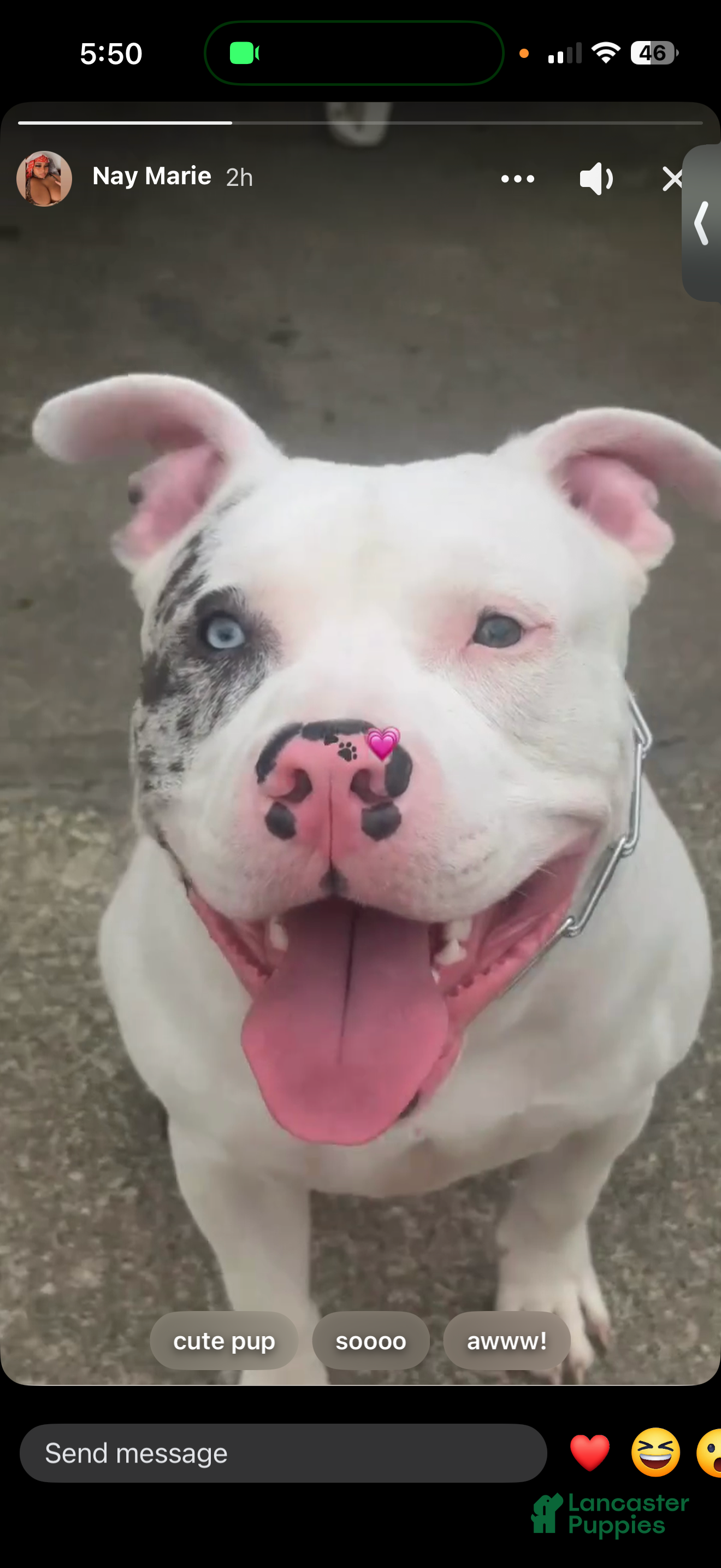 American Bully dogs American Bully 5 - Ad 17