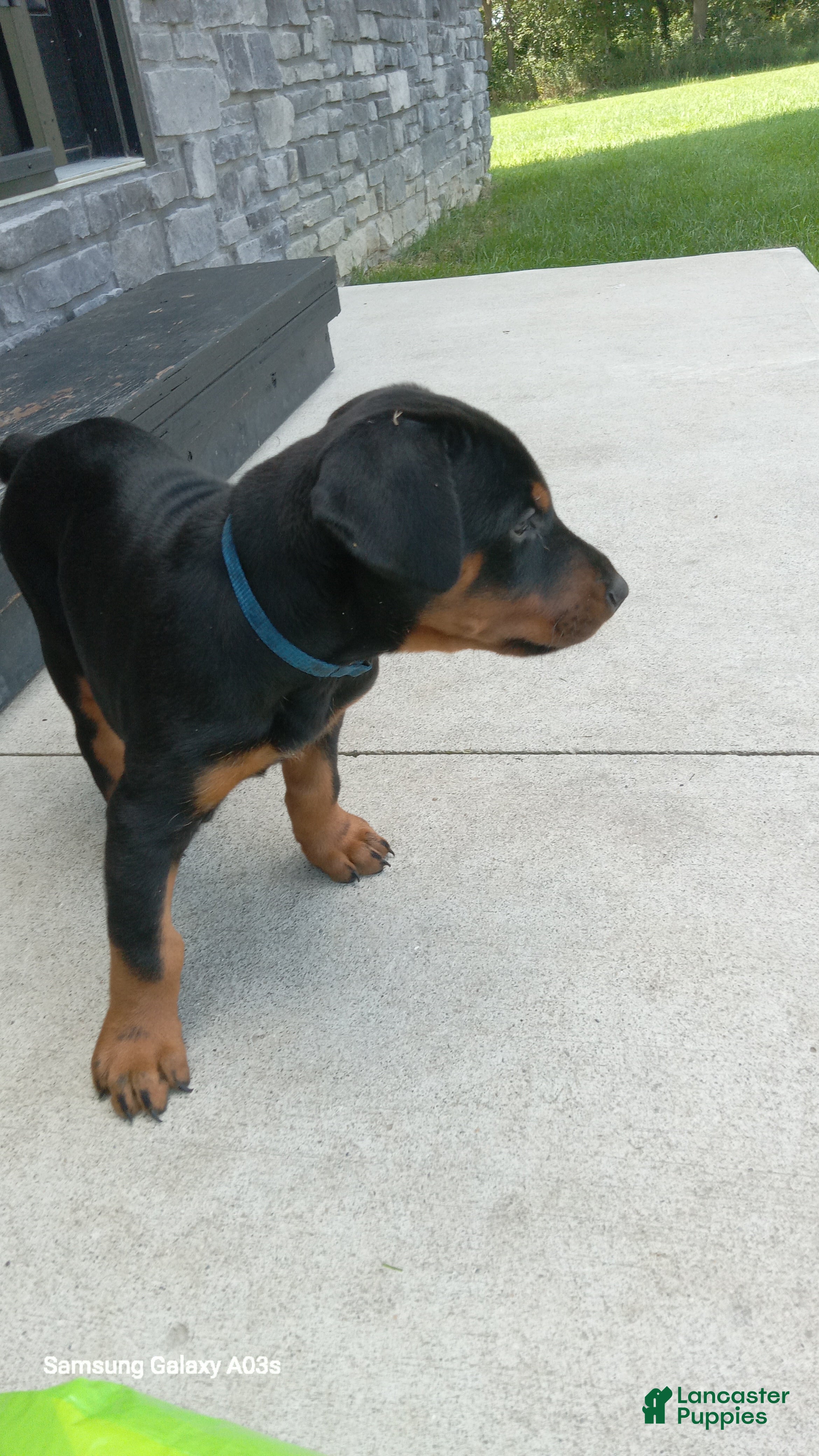 Doberman Pinscher dogs Sheba - Ad 1