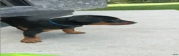 Doberman Pinscher dogs for sale: Sheba - Ad 3